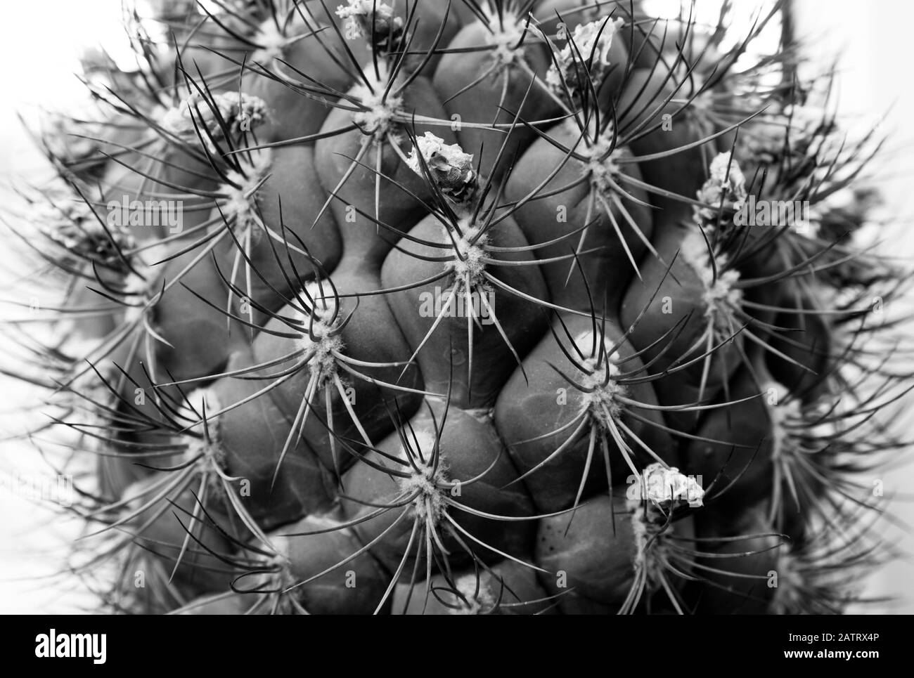 Black and white picture, close up view of barrel cactus and it`s thorns. Concept of danger and threat. Stock Photo